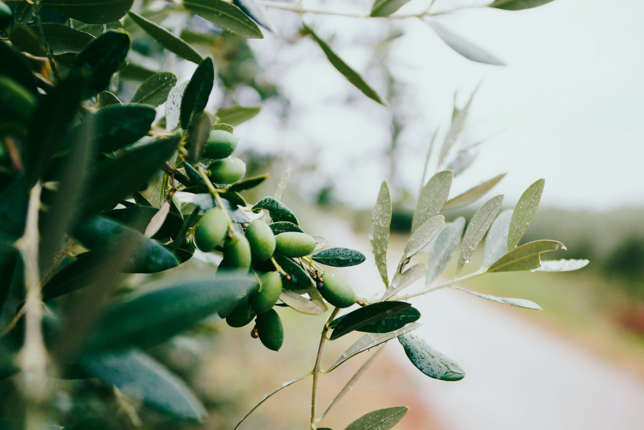 analisi sensoriali olio