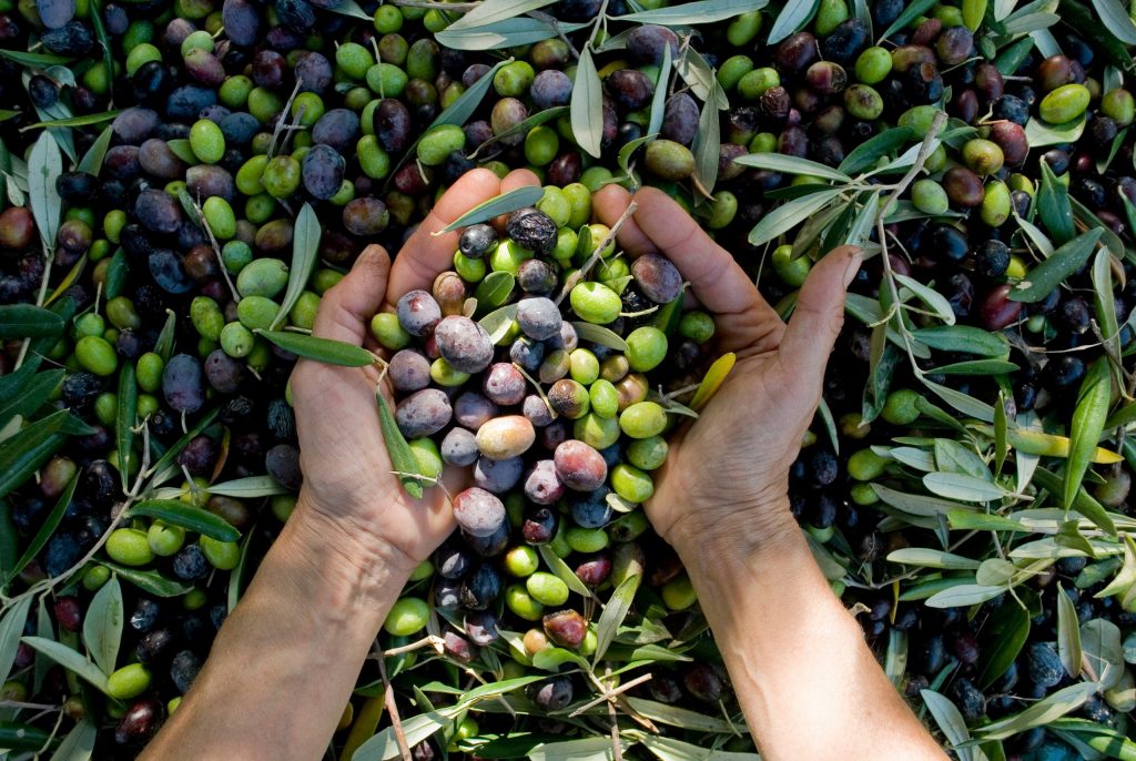 sensory analysis olive oil production Apple with attribute evaluation by panellists